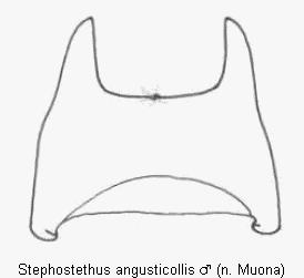 stephostethus_angusticollis_ter.gif