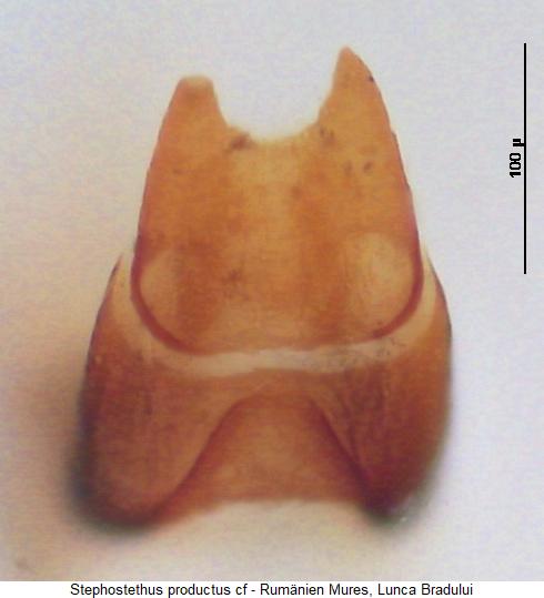 stephostethus_angusticollis_ter.jpg