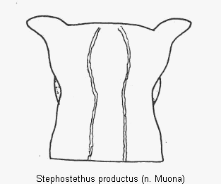 stephostethus_productus_hsch.gif