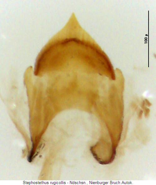 stephostethus_rugicollis.jpg