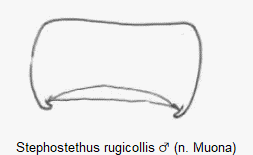 stephostethus_rugicollis_ter.gif