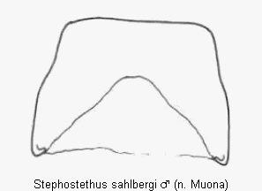 stephostethus_sahlbergi_ter.gif