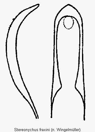 stereonychus_fraxini.gif