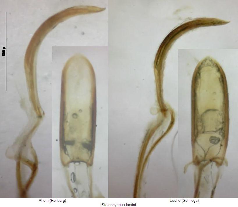 stereonychus_fraxini_vergleich.jpg