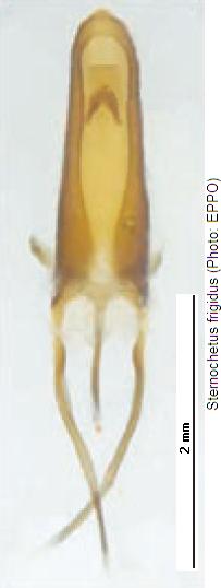 sternochetus_frigidus.jpg