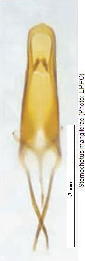 sternochetus_mangiferae.jpg
