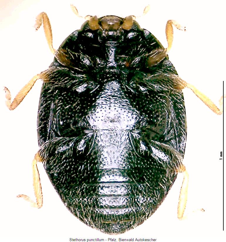 stethorus_punctillum_us.jpg