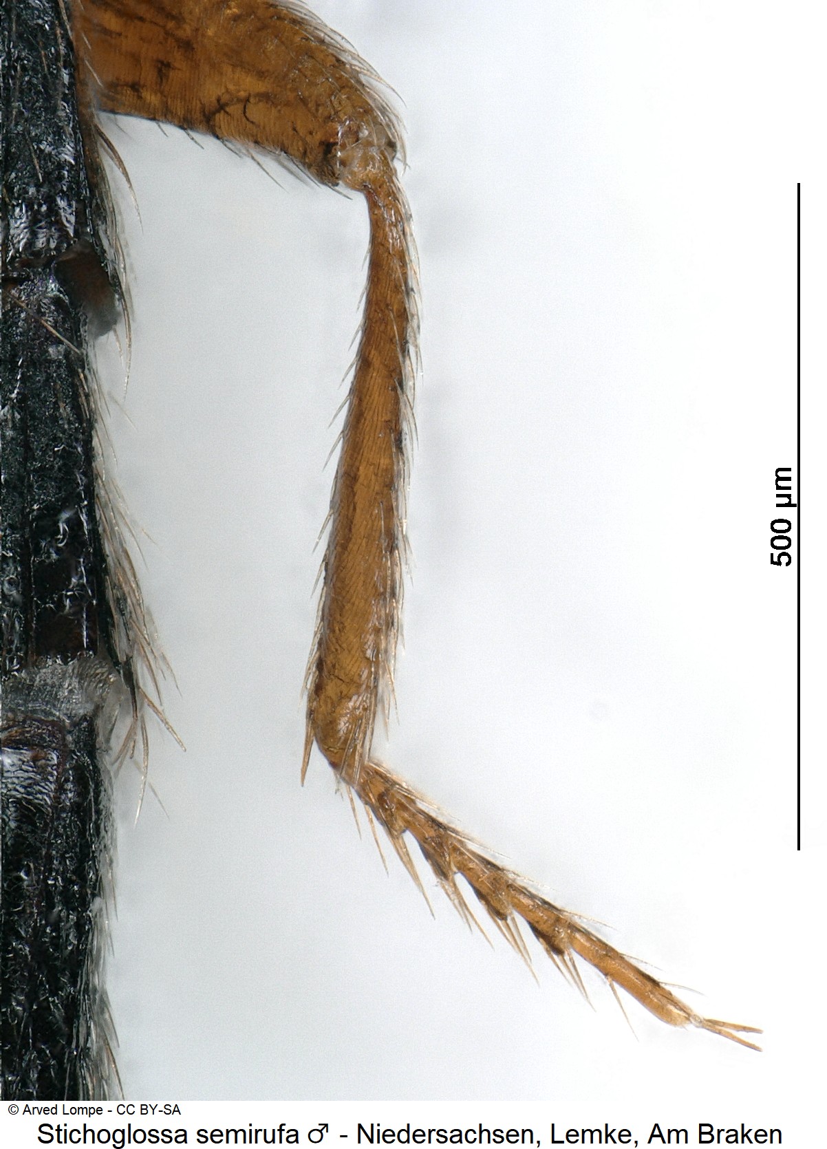 stichoglossa_semirufa_m_ck37086242_htr.jpg
