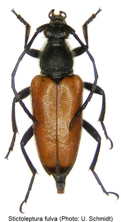 stictoleptura_fulva_hab.jpg