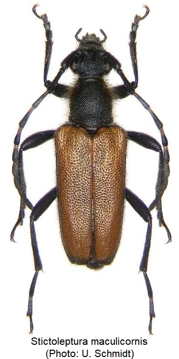 stictoleptura_maculicornis_hab.jpg