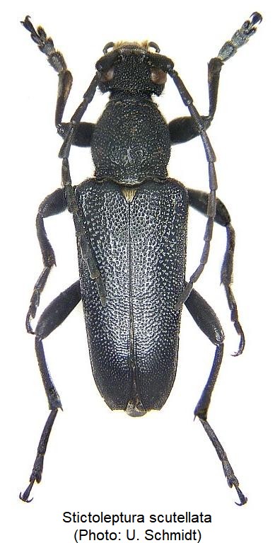 stictoleptura_scutellata_hab.jpg