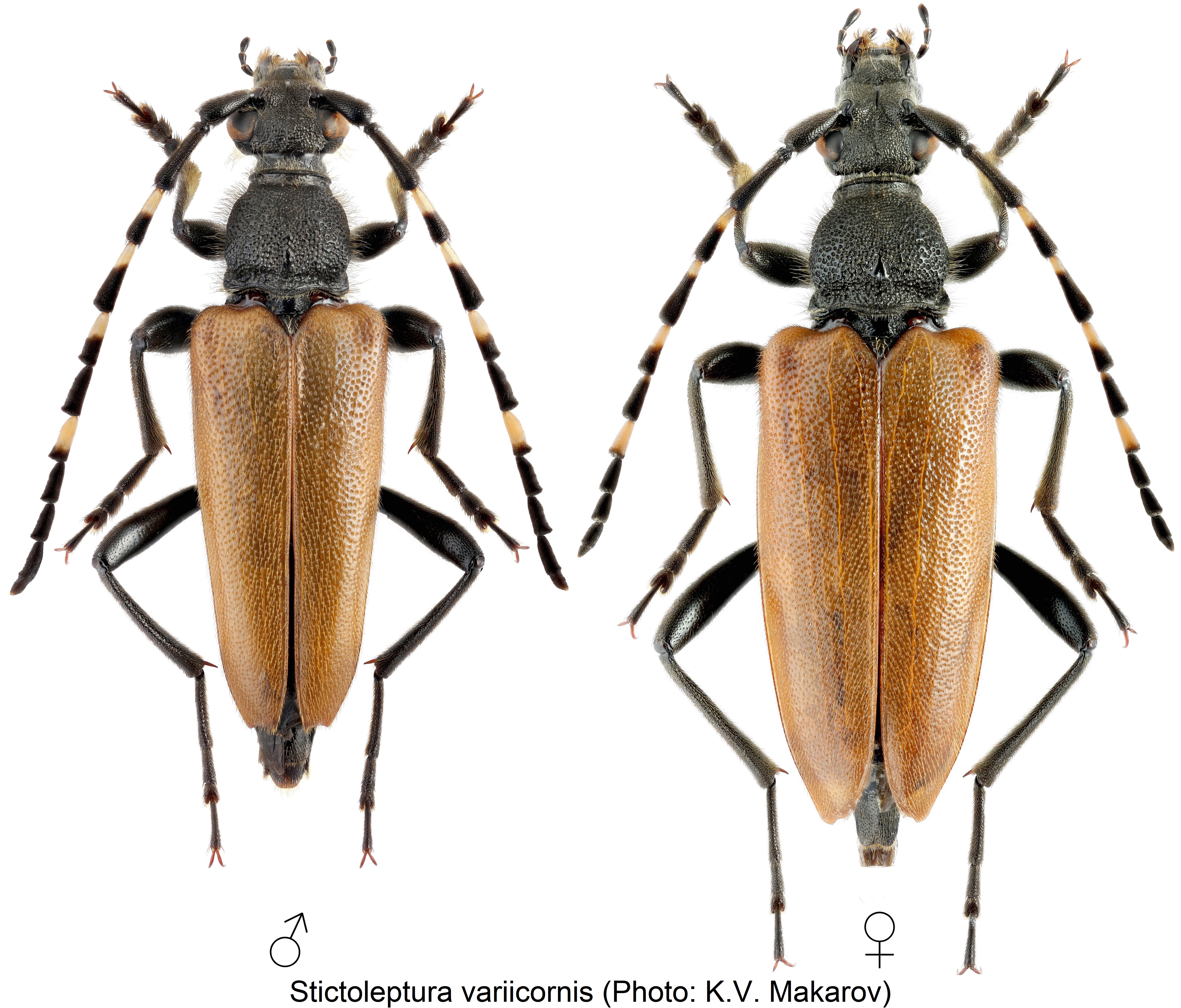 stictoleptura_variicornis_hab.jpg