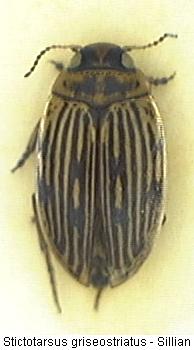 stictotarsus_griseostriatus_hab.jpg