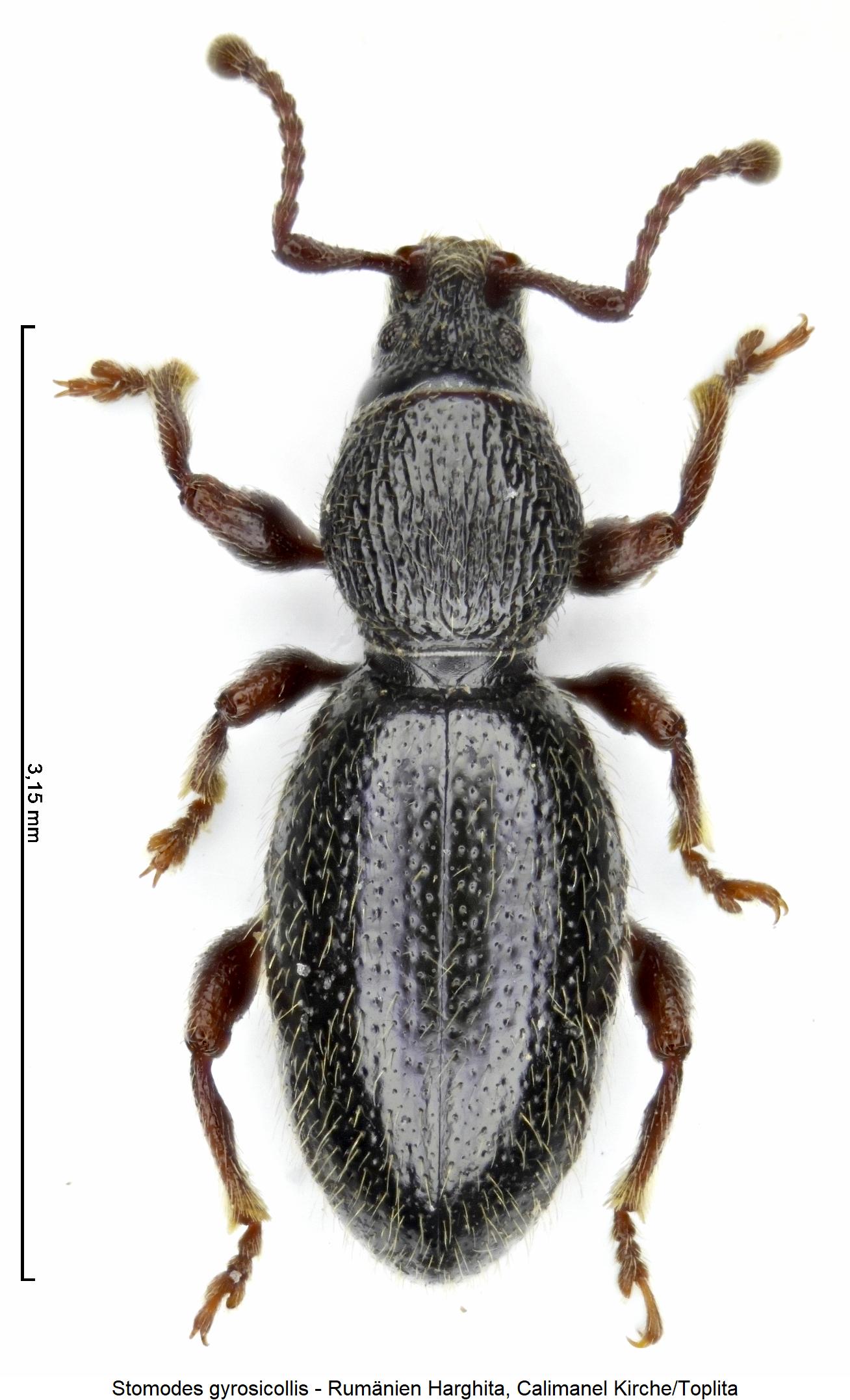 stomodes_gyrosicollis_hab.jpg