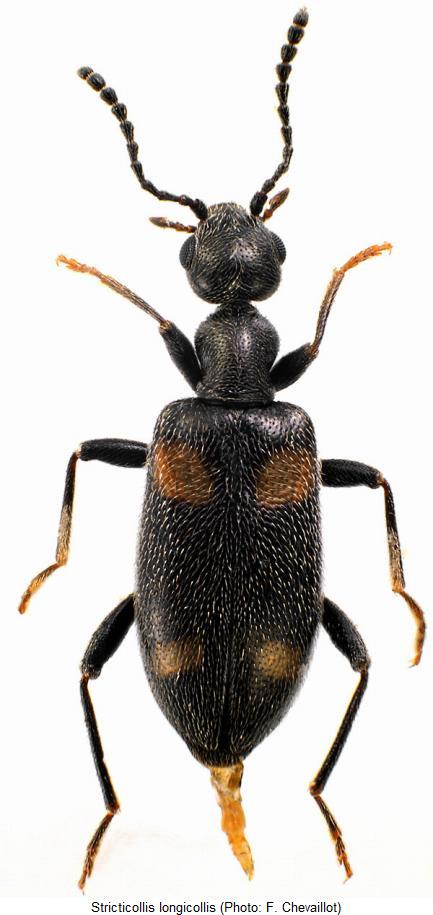 stricticollis_longicollis_hab.jpg