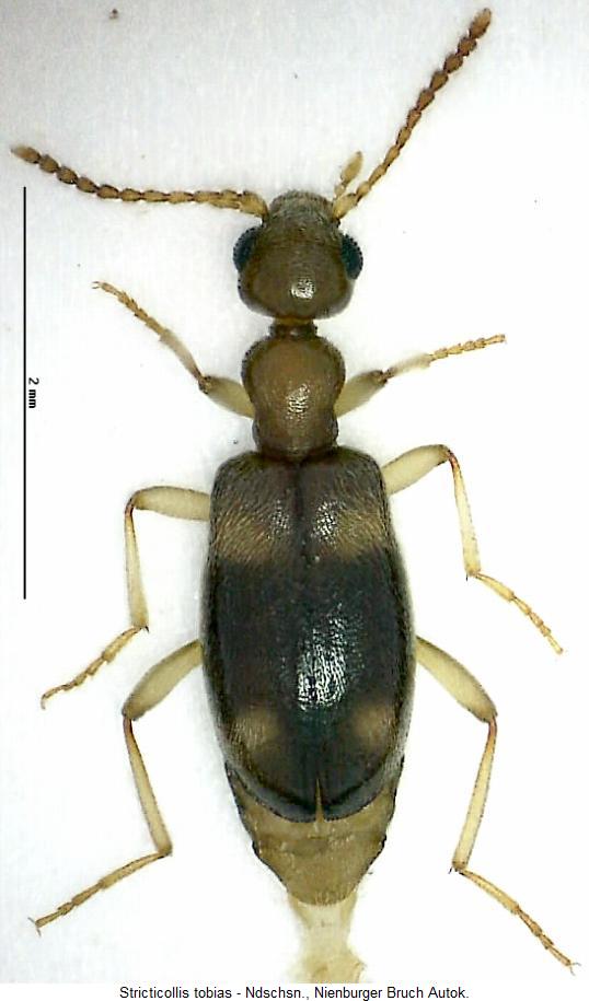 stricticollis_tobias_hab.jpg