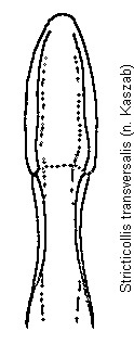 stricticollis_transversalis.gif
