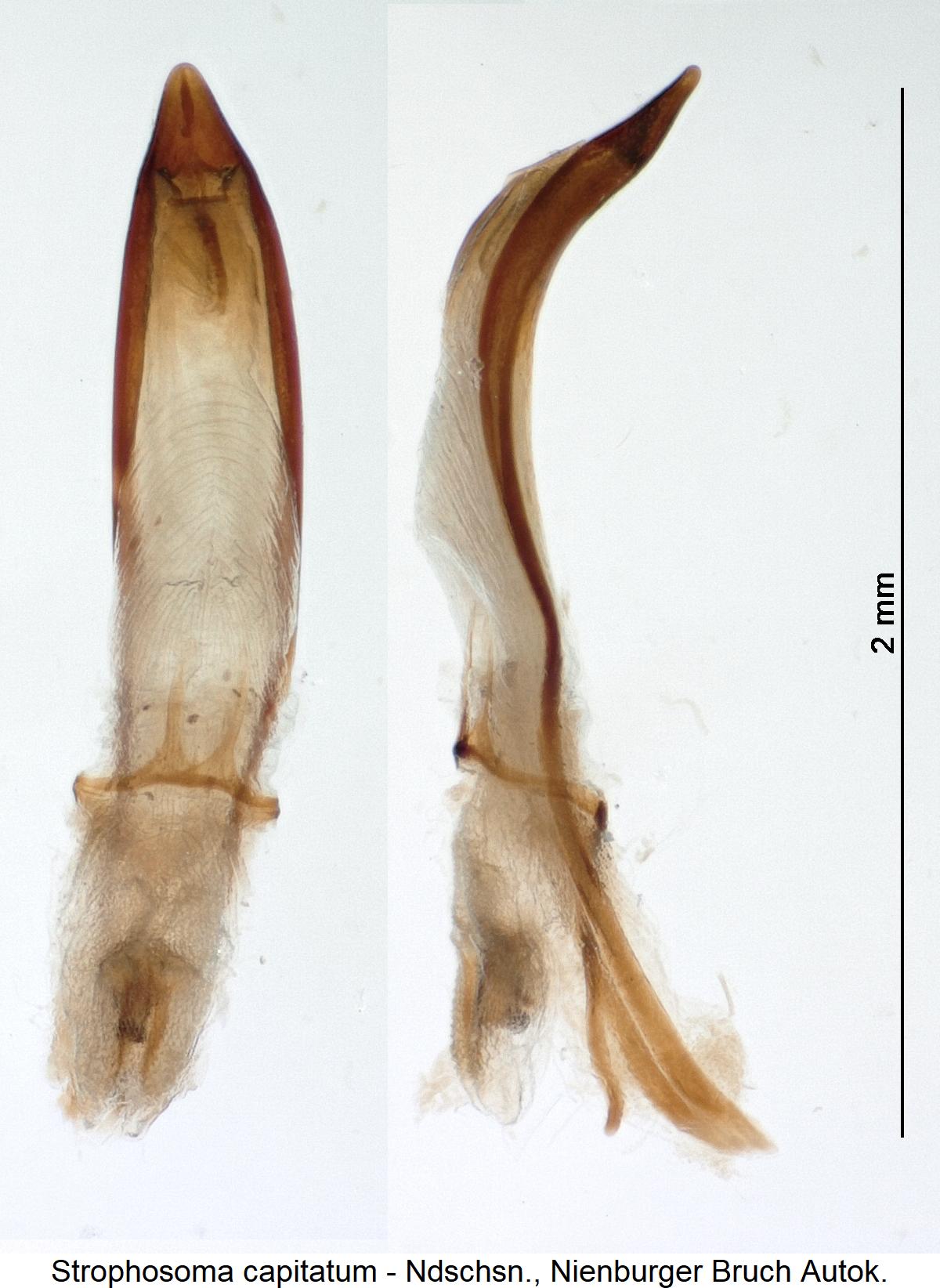 strophosoma_capitatum1.jpg