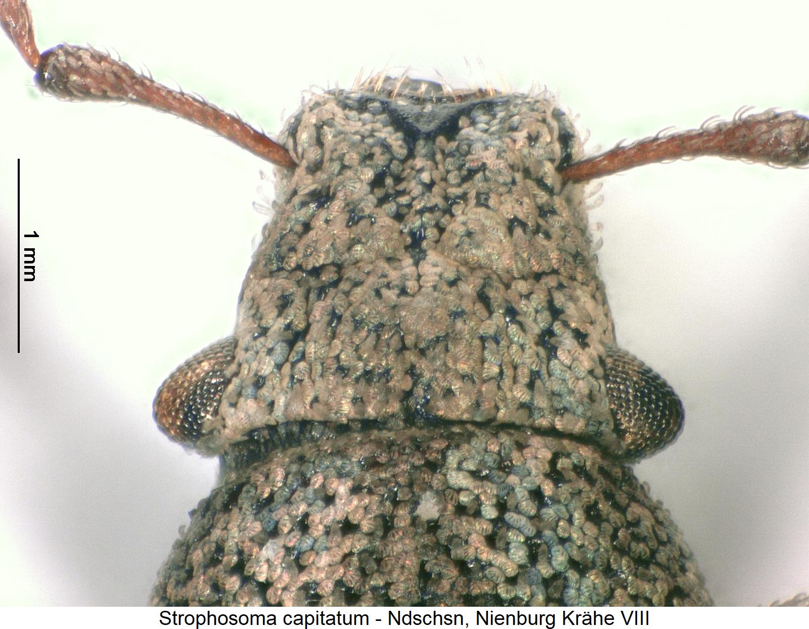 strophosoma_capitatum_vk.jpg