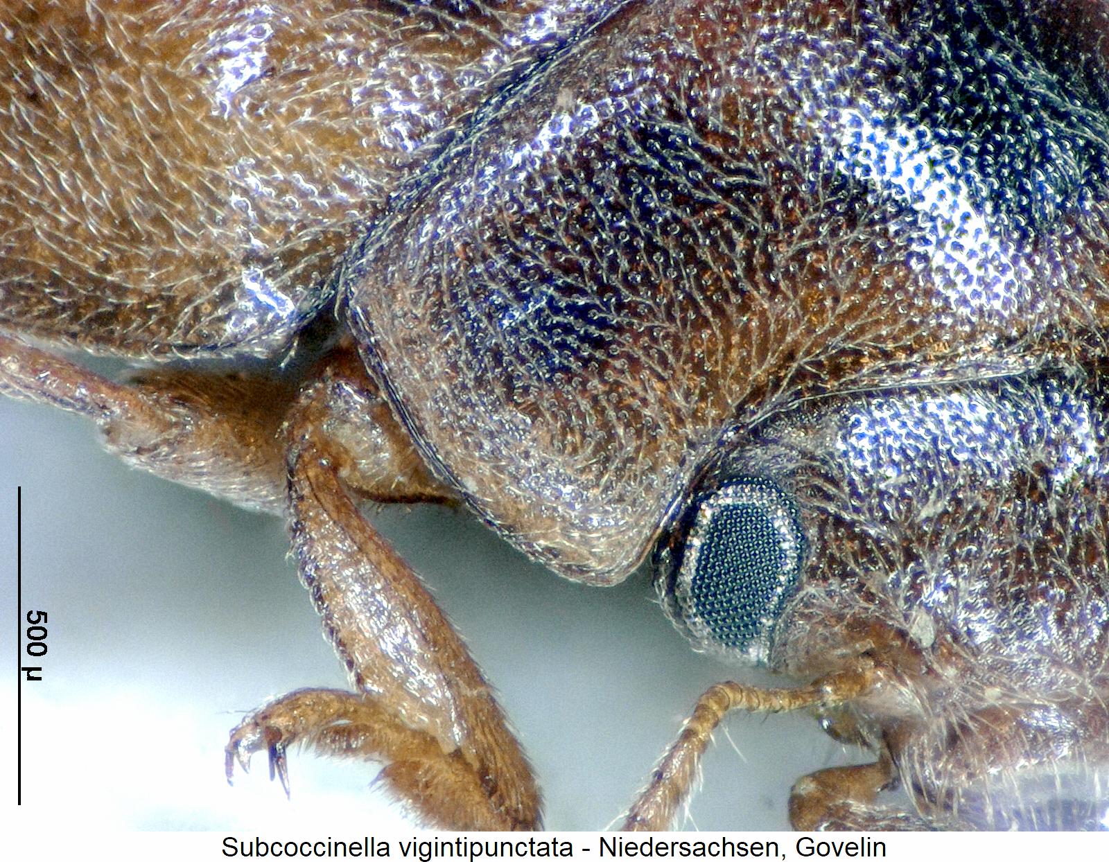 subcoccinella_vigintipunctata_vk.jpg