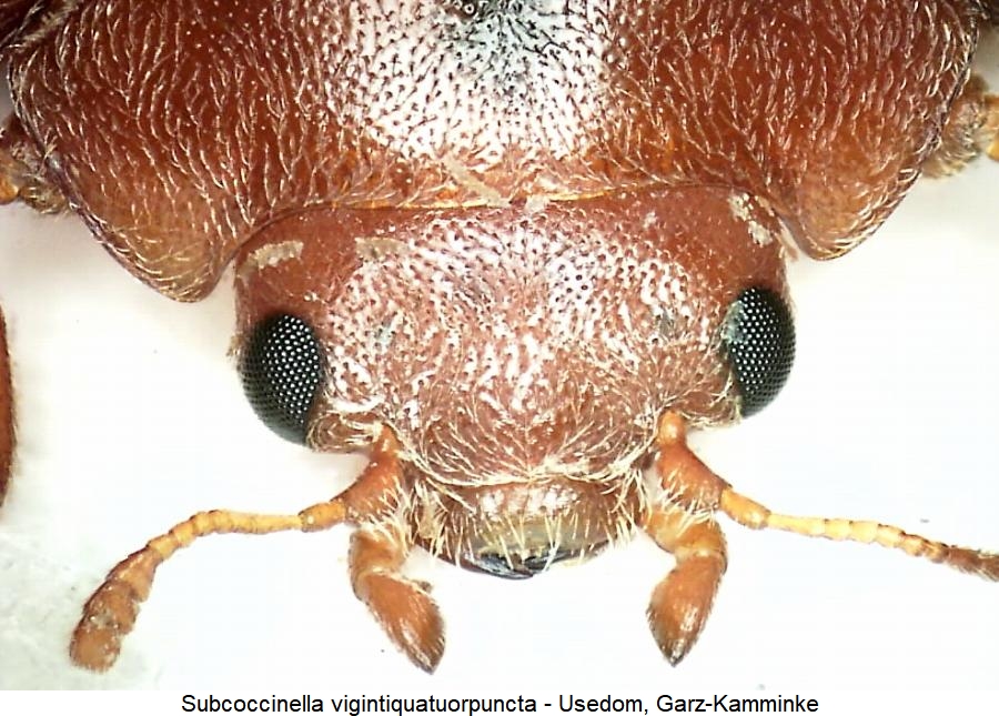 subcoccinella_vigintiquatuorpuncta_k.jpg