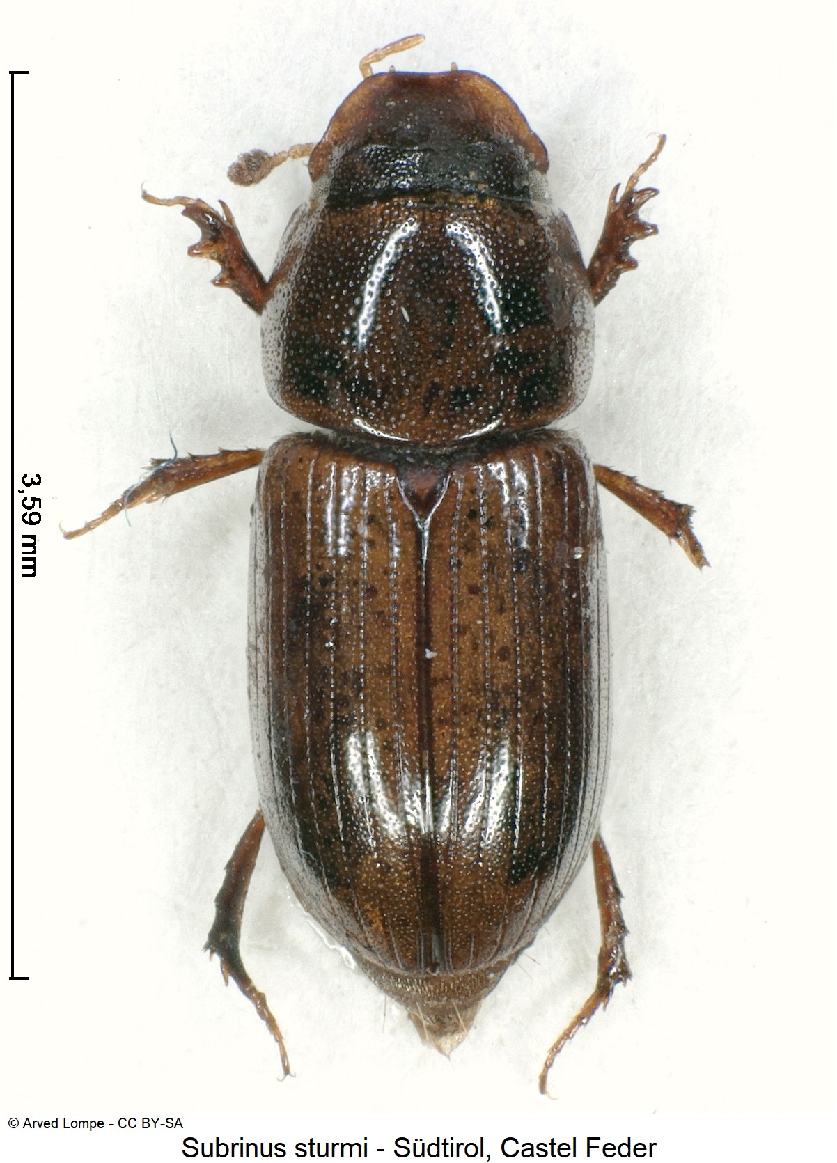 subrinus_sturmi_ck10605_hab.jpg