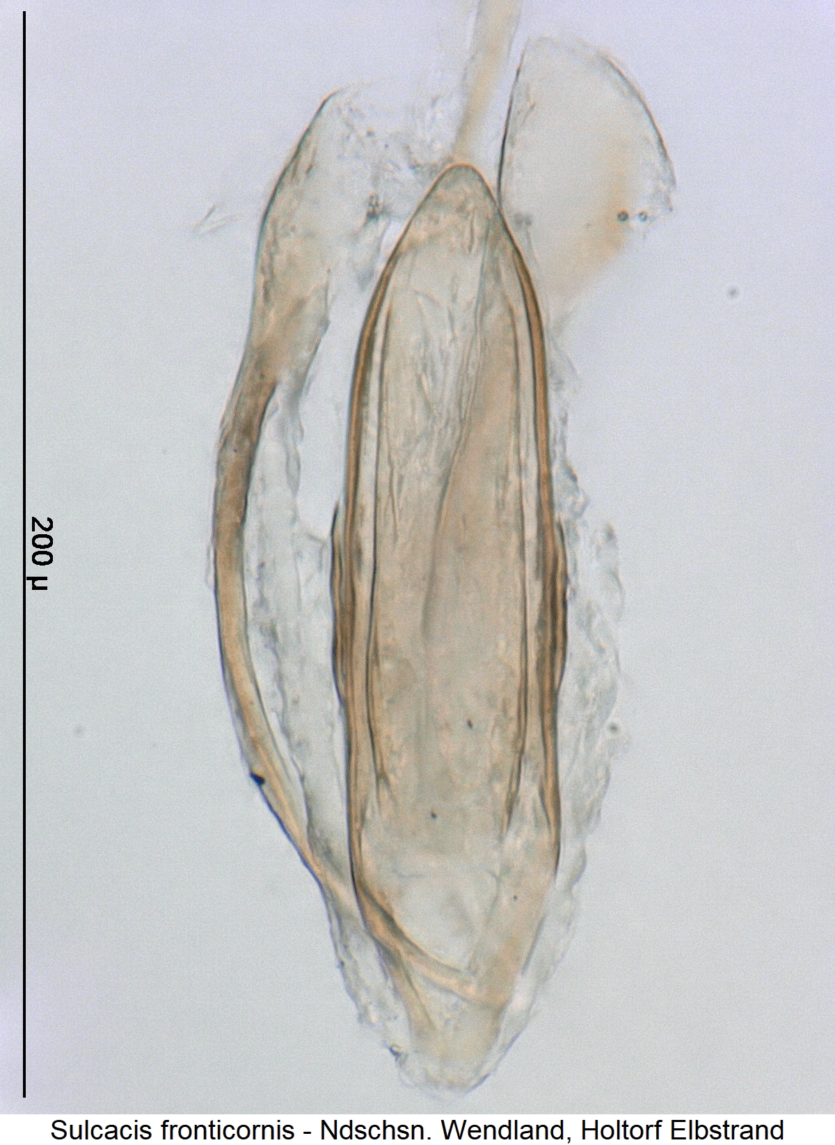 sulcacis_fronticornis.jpg