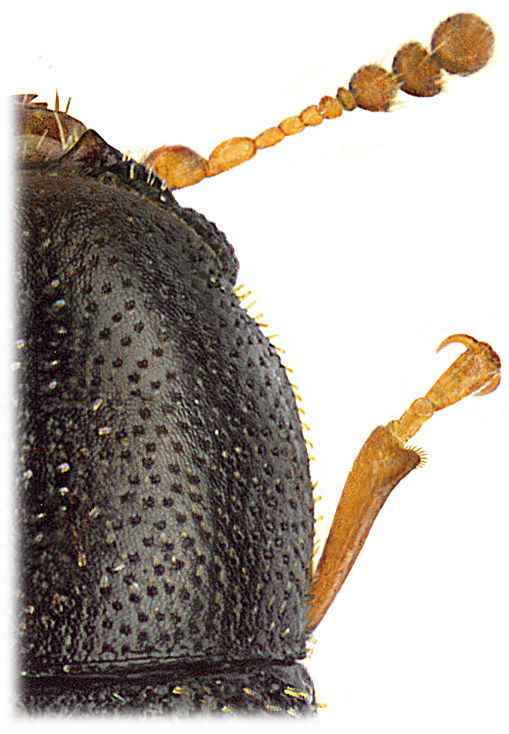 sulcacis_fronticornis_fhl.jpg