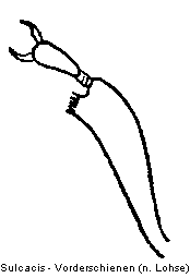 sulcacis_vschn-20220302.gif