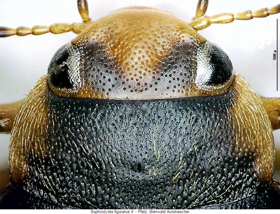 suphrodytes_figuratus_vk.jpg