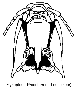 synaptus_vbr.gif