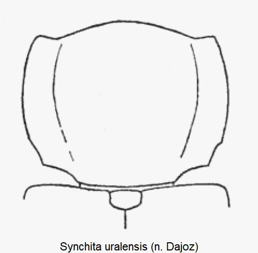 synchita_uralensis_hsch.gif