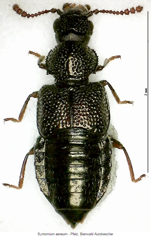 syntomium_aeneum_hab.jpg