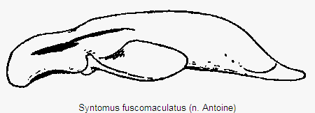 syntomus_fuscomaculatus.gif