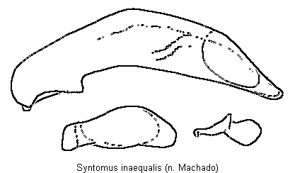 syntomus_inaequalis.gif