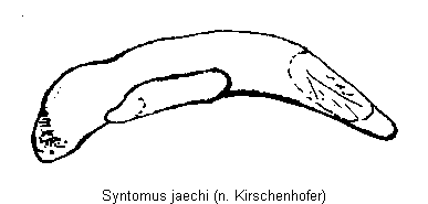 syntomus_jaechi.gif