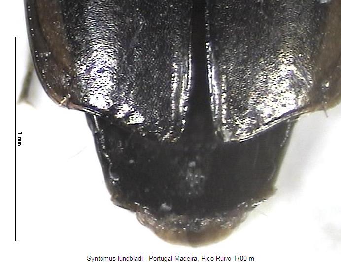 syntomus_lundbladi_fld.jpg