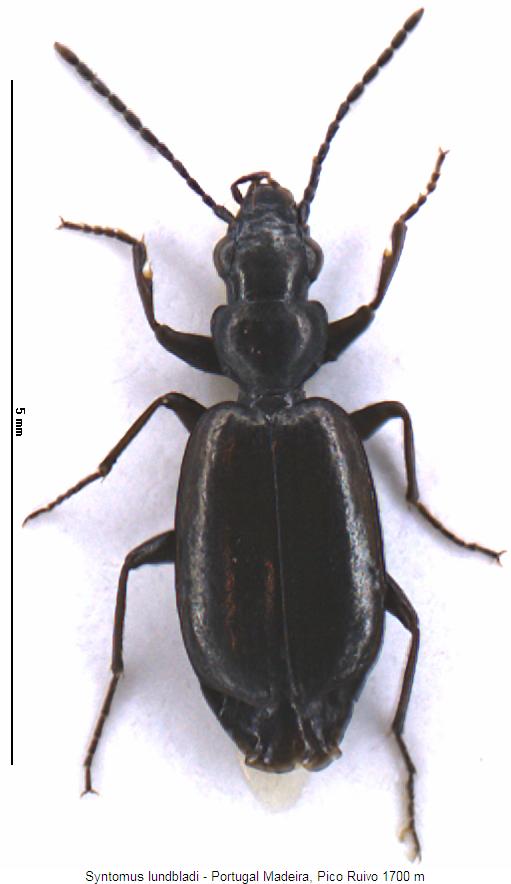 syntomus_lundbladi_hab.jpg