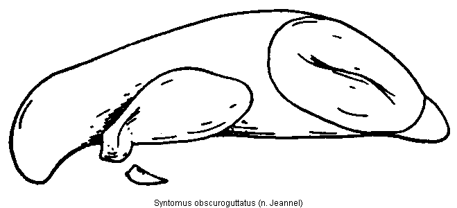 syntomus_obscuroguttatus.gif