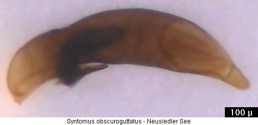 syntomus_obscuroguttatus_a.jpg