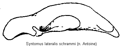 syntomus_schrammi.gif