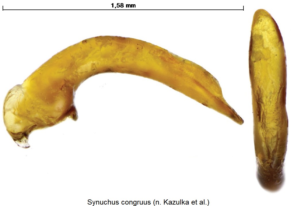 synuchus_congruus.jpg