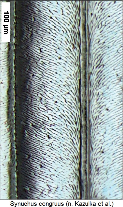 synuchus_congruus_fld_ms.jpg
