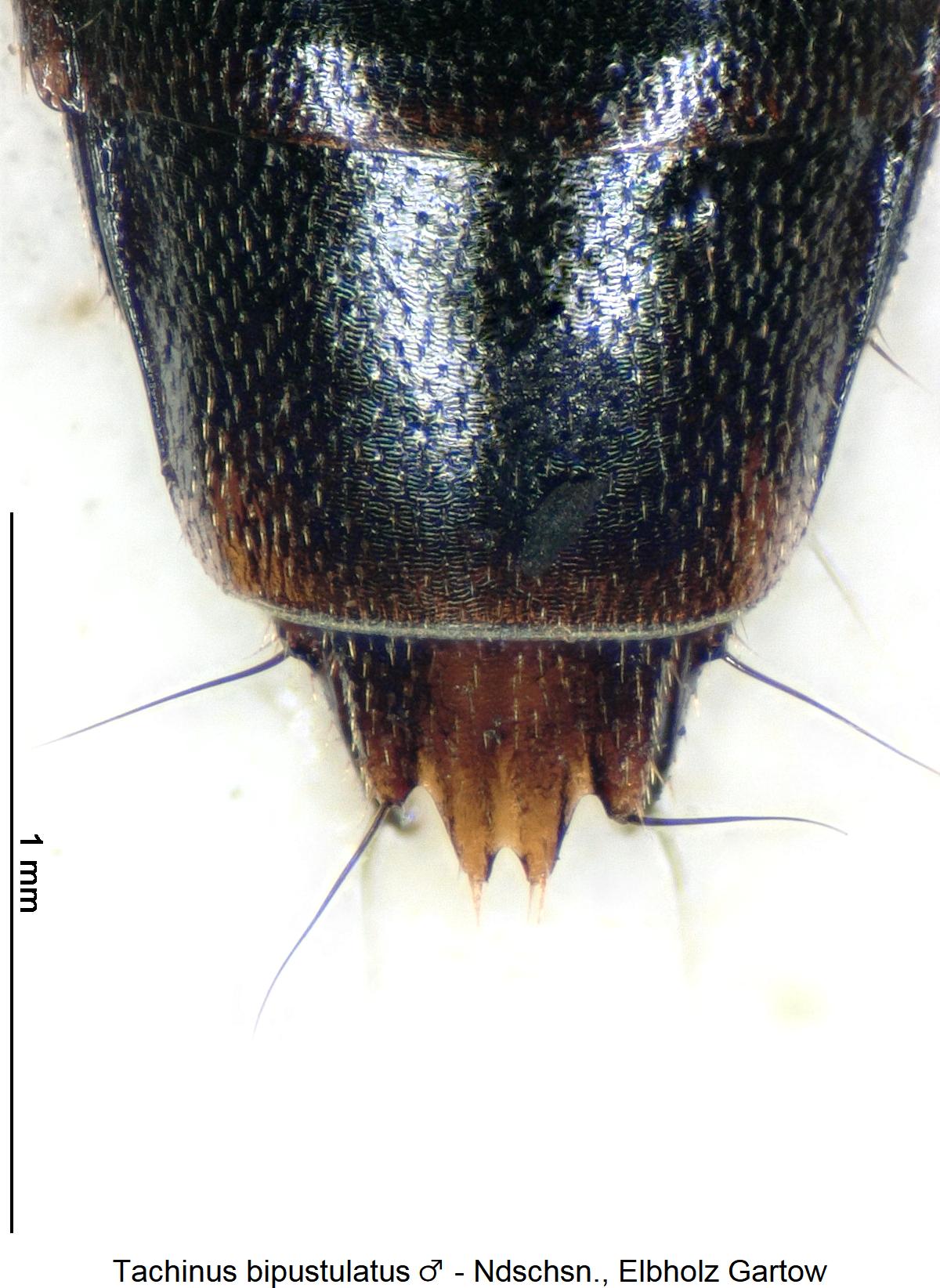 tachinus_bipustulatus_m_pyg.jpg