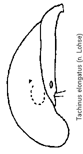 tachinus_elongatus.gif