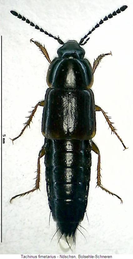 tachinus_fimetarius_hab.jpg