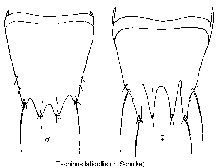 tachinus_laticollis_ter.gif