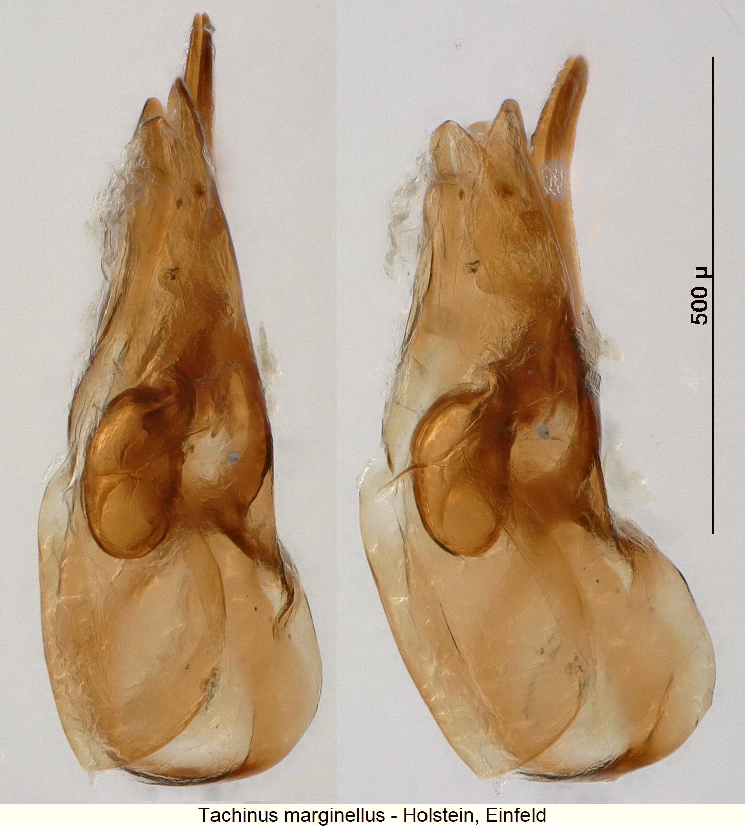tachinus_marginellus.jpg