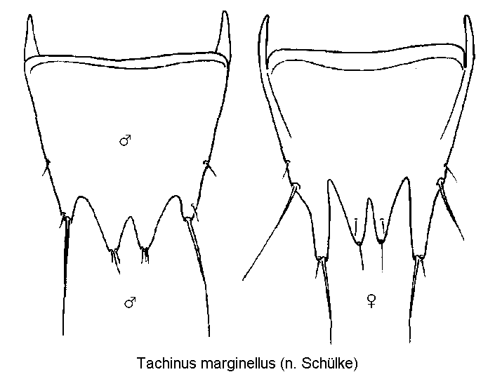 tachinus_marginellus_ter.gif