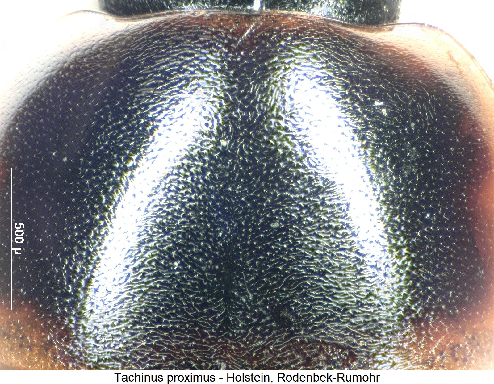 tachinus_proximus_hsch_ms.jpg